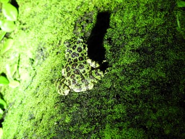 ミッドナイトツアー 奄美に投稿された画像（2021/8/13）