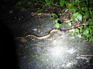 ミッドナイトツアー 奄美に投稿された画像（2021/8/13）