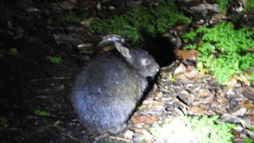 ミッドナイトツアー 奄美に投稿された画像（2021/8/13）