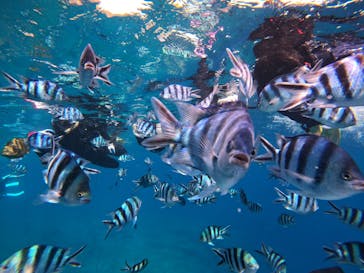 武藤潜水に投稿された画像（2021/8/13）