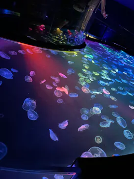 すみだ水族館に投稿された画像（2021/8/13）