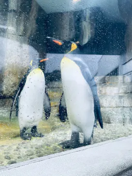 仙台うみの杜水族館に投稿された画像（2021/8/13）