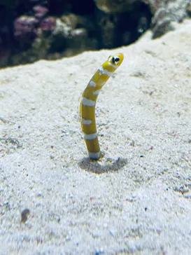 仙台うみの杜水族館に投稿された画像（2021/8/13）