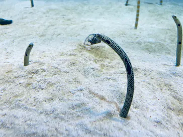 仙台うみの杜水族館に投稿された画像（2021/8/13）
