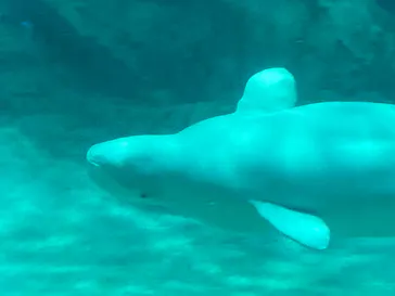 名古屋港水族館に投稿された画像（2021/8/13）