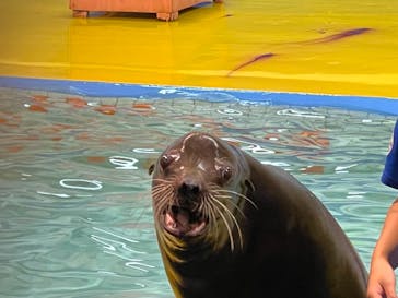 ゼロ距離水族館 伊勢シーパラダイスに投稿された画像（2021/8/13）