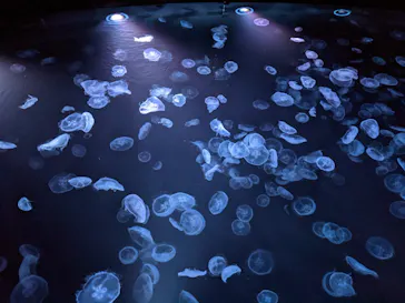 すみだ水族館に投稿された画像（2021/8/13）