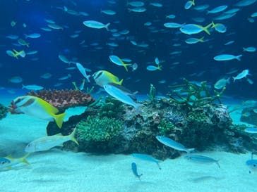 サンシャイン水族館に投稿された画像（2021/8/13）