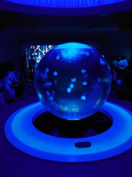 新江ノ島水族館に投稿された画像（2021/8/13）