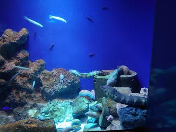新江ノ島水族館に投稿された画像（2021/8/13）