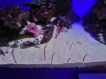 新江ノ島水族館に投稿された画像（2021/8/13）