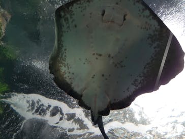 新江ノ島水族館に投稿された画像（2021/8/13）