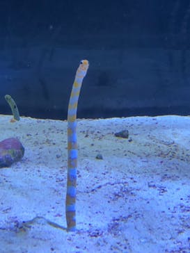 名古屋港水族館に投稿された画像（2021/8/13）