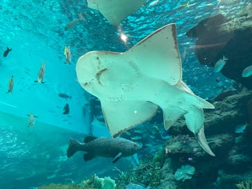 名古屋港水族館に投稿された画像（2021/8/13）