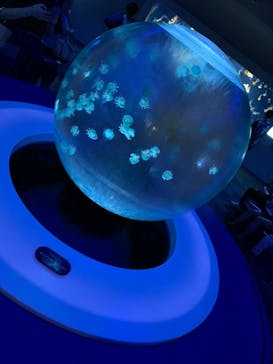 新江ノ島水族館に投稿された画像（2021/8/13）