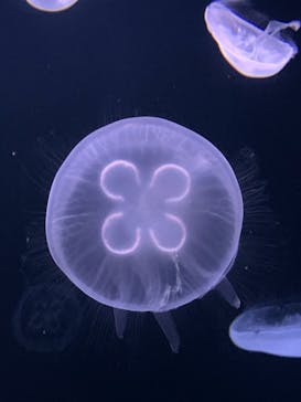 サンシャイン水族館に投稿された画像（2021/8/13）