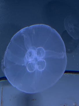 サンシャイン水族館に投稿された画像（2021/8/13）