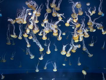 新江ノ島水族館に投稿された画像（2021/8/13）