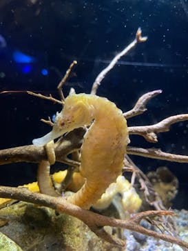 新江ノ島水族館に投稿された画像（2021/8/13）