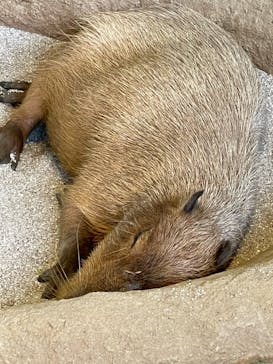 新江ノ島水族館に投稿された画像（2021/8/13）