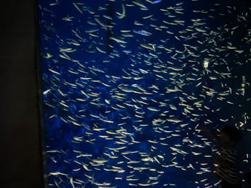 大分マリーンパレス水族館 「うみたまご」に投稿された画像（2021/8/13）