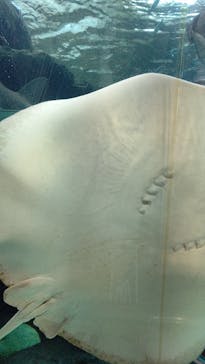 名古屋港水族館に投稿された画像（2021/8/13）