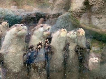 神戸どうぶつ王国に投稿された画像（2021/8/13）