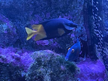 マクセル アクアパーク品川に投稿された画像（2021/8/13）