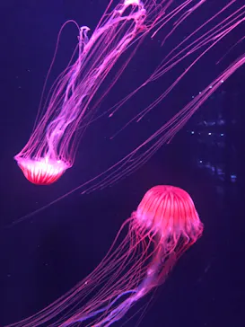 すみだ水族館に投稿された画像（2021/8/13）