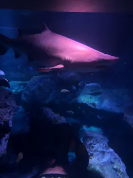 すみだ水族館に投稿された画像（2021/8/13）