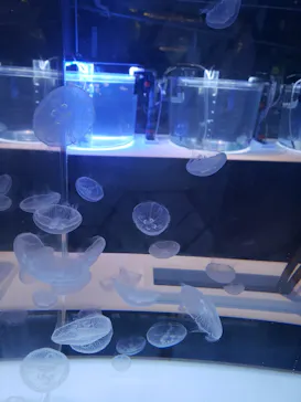 すみだ水族館に投稿された画像（2021/8/13）