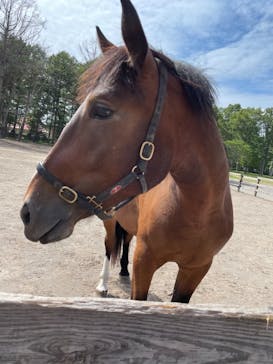 ノーザンホースパークに投稿された画像（2021/8/13）