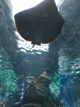 マクセル アクアパーク品川に投稿された画像（2021/8/13）