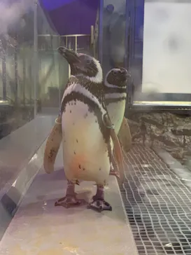 すみだ水族館に投稿された画像（2021/8/13）