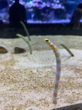 すみだ水族館に投稿された画像（2021/8/13）