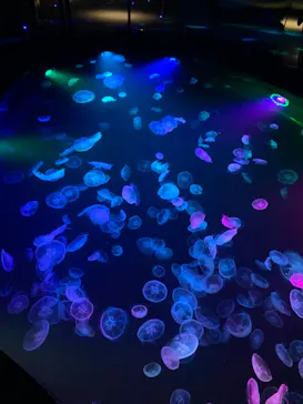 すみだ水族館に投稿された画像（2021/8/13）