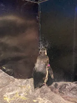 すみだ水族館に投稿された画像（2021/8/13）