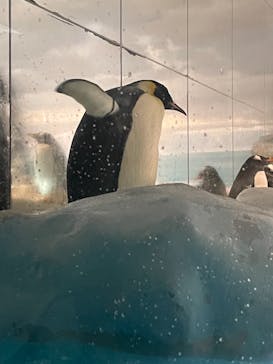 名古屋港水族館に投稿された画像（2021/8/13）
