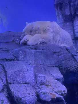 横浜・八景島シーパラダイスに投稿された画像（2021/8/13）