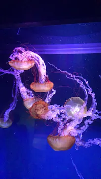 すみだ水族館に投稿された画像（2021/8/13）