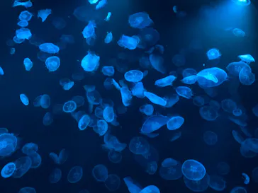すみだ水族館に投稿された画像（2021/8/13）