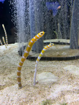 すみだ水族館に投稿された画像（2021/8/13）