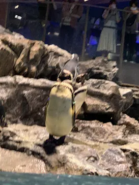 すみだ水族館に投稿された画像（2021/8/13）