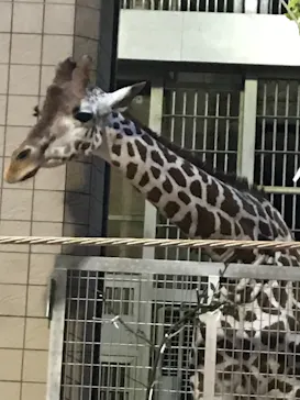 天王寺動物園に投稿された画像（2021/8/13）