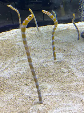 すみだ水族館に投稿された画像（2021/8/13）