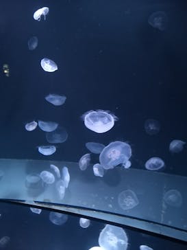 サンシャイン水族館に投稿された画像（2021/8/13）