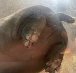 旭川市旭山動物園に投稿された画像（2021/8/13）