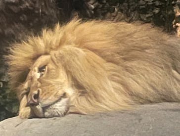旭川市旭山動物園に投稿された画像（2021/8/13）