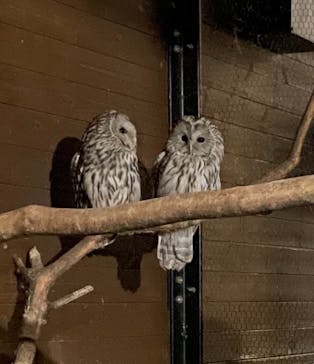 旭川市旭山動物園に投稿された画像（2021/8/13）