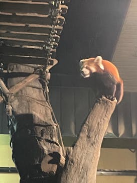 旭川市旭山動物園に投稿された画像（2021/8/13）